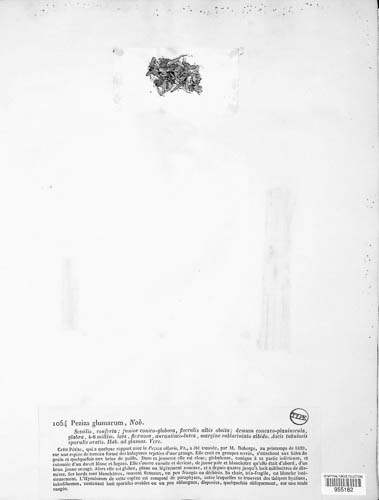 Ascophanus glumarum image